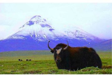 1488424492931867.jpg 2017-03-02RFID牦牛肉身份证1.jpg