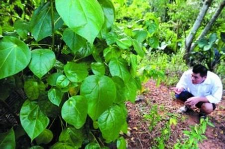 1489735198985215.jpg 2017-03-17基于RFID技术管理濒危植物.jpg