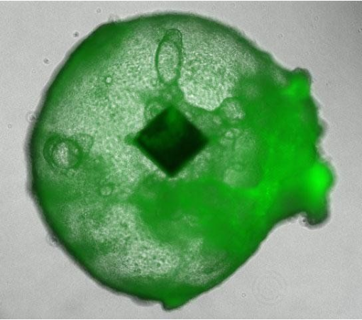 1529486369792773.png 2018-06-20RFID技术在类器官追踪中的应用.png