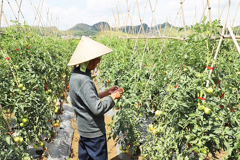 1540953307890778.jpg 2018-10-31农作物溯源管理.jpg